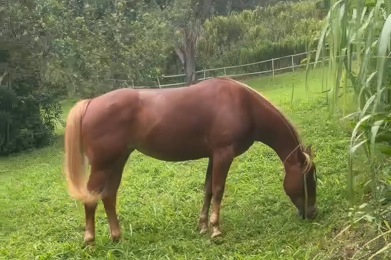 A chestnut horse with a blond mane grazing in a green upcountry pasture, trees and a rail fence behind.